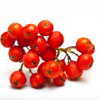 Reds-berries-1287748140_41