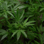 marihuana marihuana