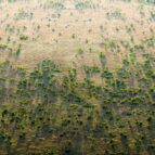 Veliki Zeleni zid u Africi